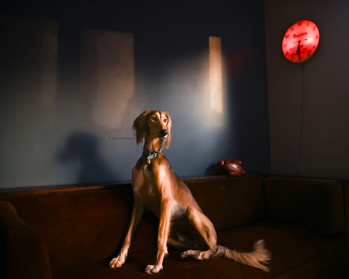 Teddy In The Kitchen From The Series 'Light, Shadow, And Home' By Wendy Stone