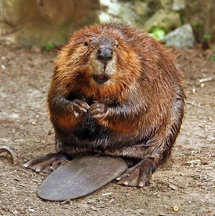 A cute, wet beaver sitting up on its hind legs, showcasing cool and unique animals.