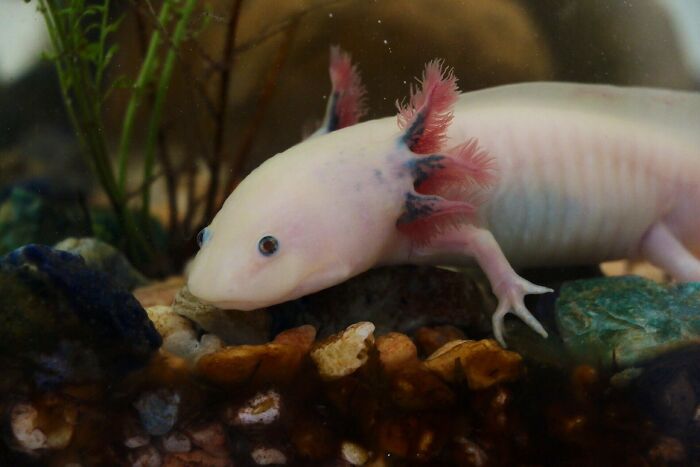 A cool white axolotl, a unique animal, in an aquarium among rocks and plants. It has feathery pink gills.
