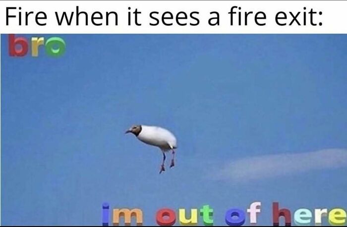 Meme about fire escaping through a fire exit with a flying bird