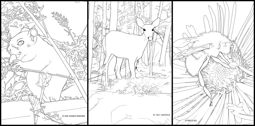 Over 30 Creatives Capture The Rockefeller State Park Preserve In A New Coloring Book Over 30 Creatives Capture The Rockefeller State Park Preserve In A New Coloring Book