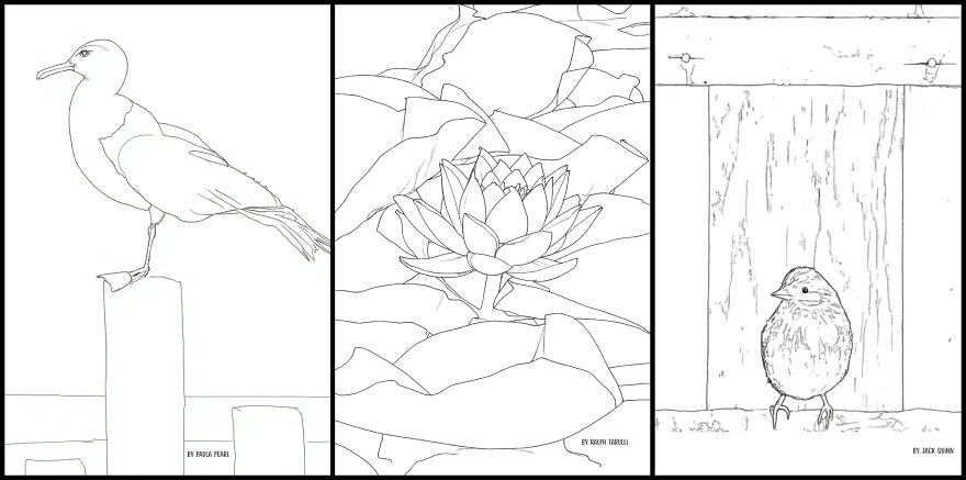 Over 30 Creatives Capture The Rockefeller State Park Preserve In A New Coloring Book Over 30 Creatives Capture The Rockefeller State Park Preserve In A New Coloring Book