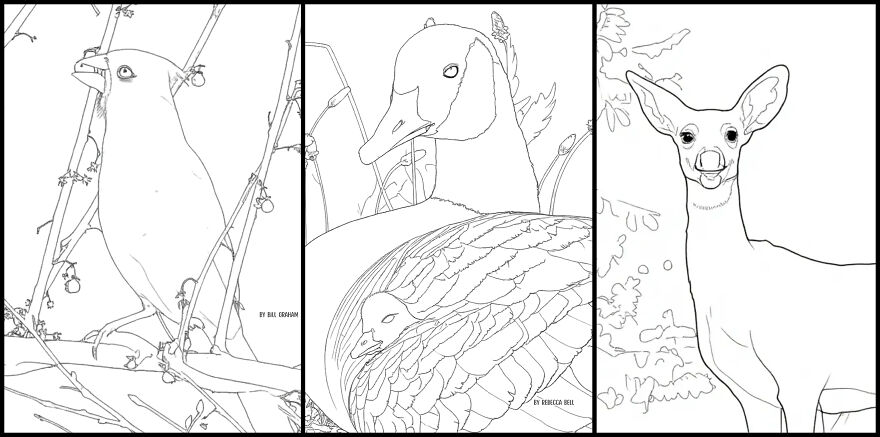 Over 30 Creatives Capture The Rockefeller State Park Preserve In A New Coloring Book Over 30 Creatives Capture The Rockefeller State Park Preserve In A New Coloring Book