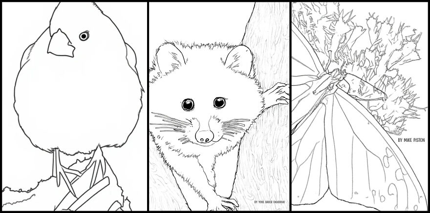 Over 30 Creatives Capture The Rockefeller State Park Preserve In A New Coloring Book Over 30 Creatives Capture The Rockefeller State Park Preserve In A New Coloring Book