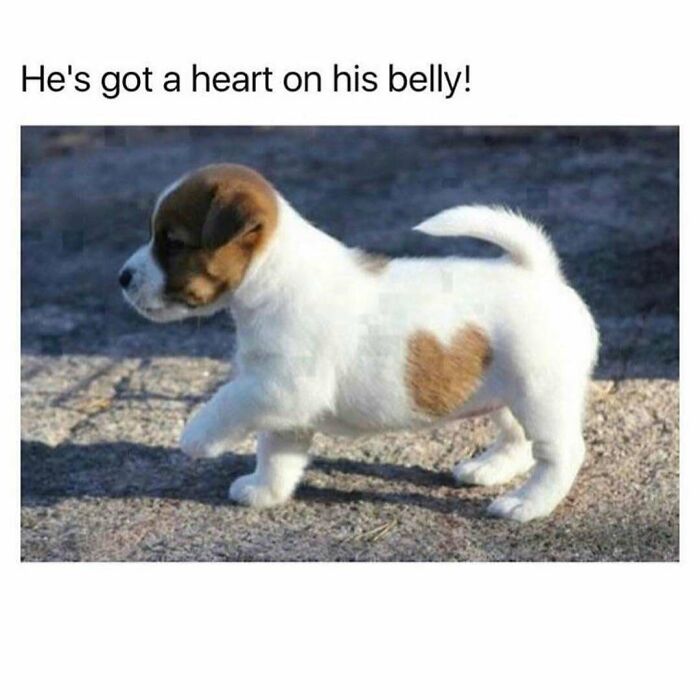 Puppy with heart-shaped mark on its belly