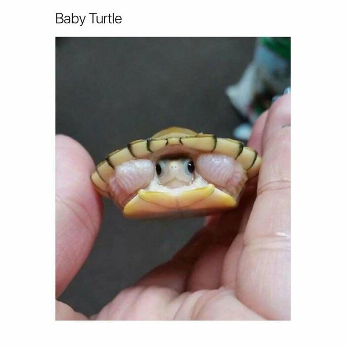 Tiny baby turtle peeking out from its shell held by hands