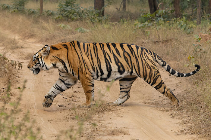 A majestic tiger, one of the cool and unique animals, walking on a dirt path in a dry, grassy forest.