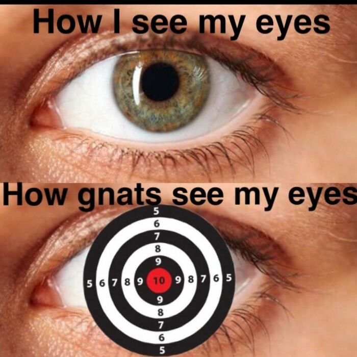 Comparison of how eyes are seen by self and gnats as target outdoors