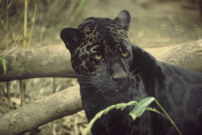 A majestic black panther, a unique animal, gazes intensely into the distance with piercing yellow eyes.