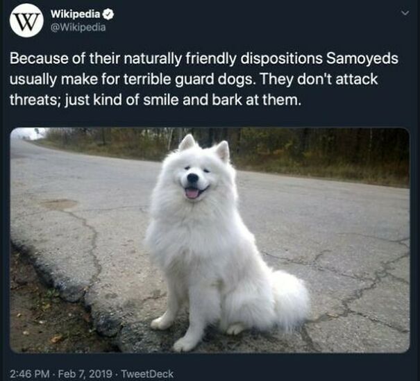 A smiling Samoyed dog sitting on cracked asphalt, a positive post that might make your day better.