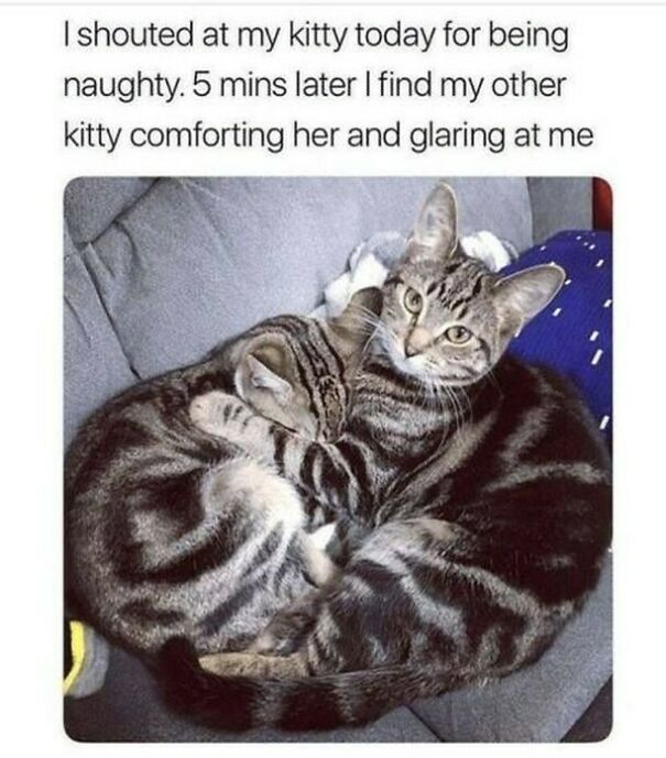 Two tabby cats curled up, one comforting the other, while a humorous caption makes you feel down. Positive posts can help!