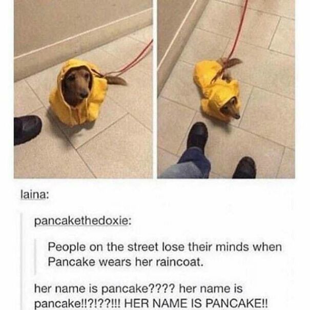 A dachshund dog named Pancake in a yellow raincoat, featured in positive posts to make your day.