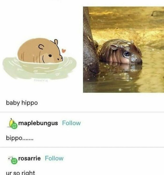 Cartoon and real baby hippo side by side showing cuteness