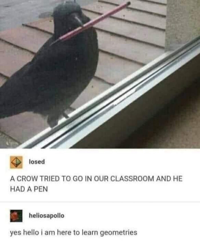 Crow holding pen outside classroom window animal memes