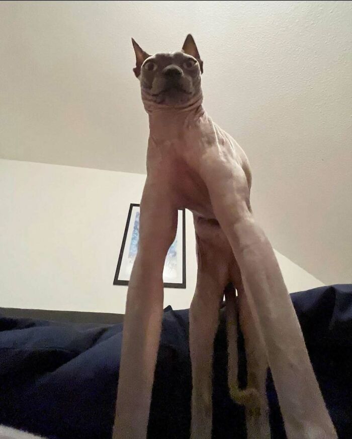 Silly animal image of dog with elongated legs from low angle