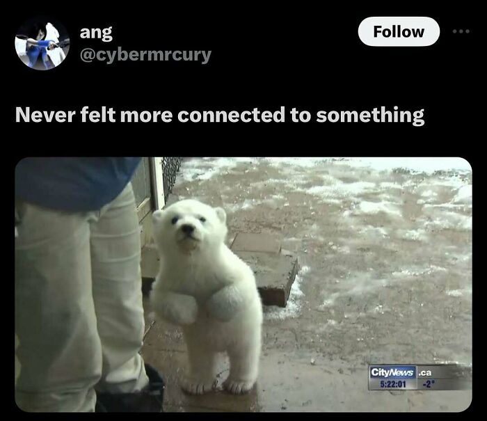 Cute polar bear cub standing beside human feet animal memes