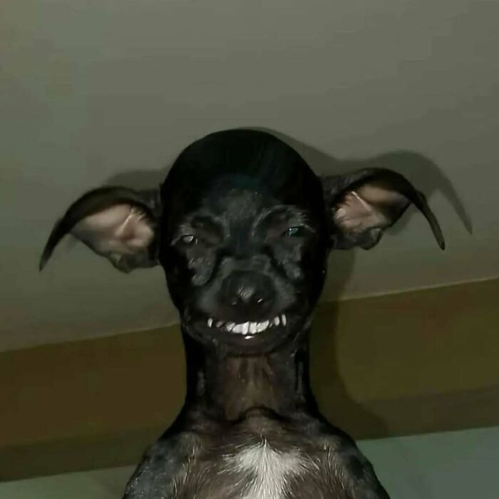 Funny silly animal picture of grinning black dog with large ears