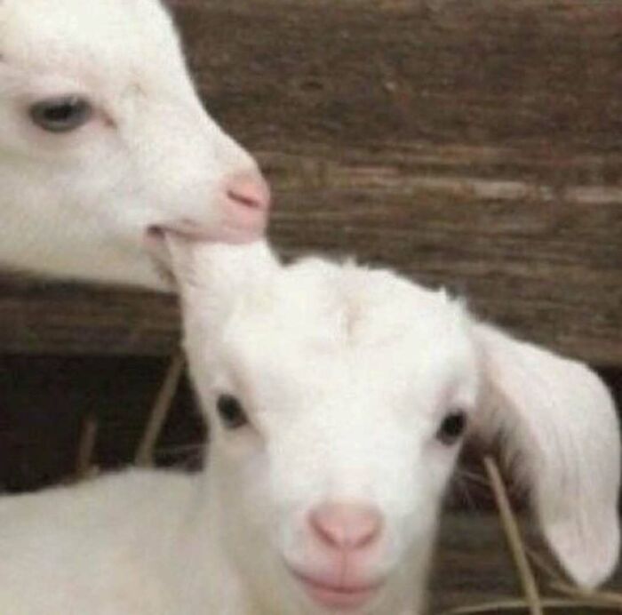 Cute animal picture of a goat licking another goat's ear