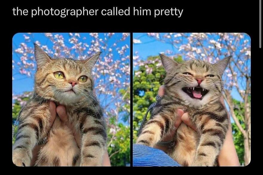 Cute cat smiling and laughing with caption about photographer calling him pretty