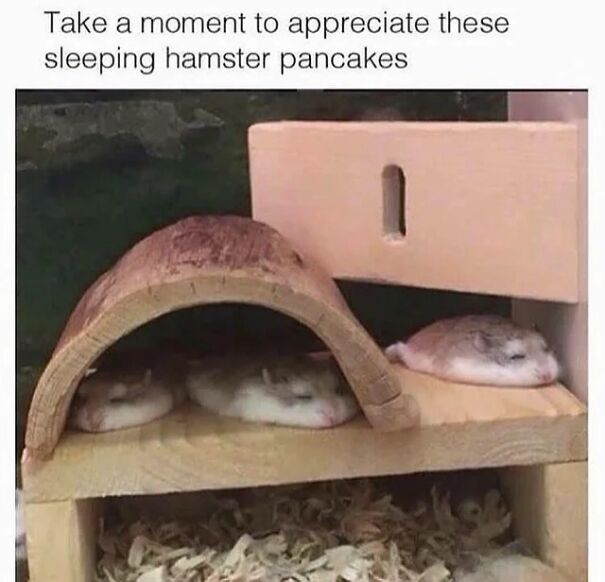 Three adorable hamsters sleeping like pancakes, tucked into a cozy wooden enclosure. This positive post can make your day.