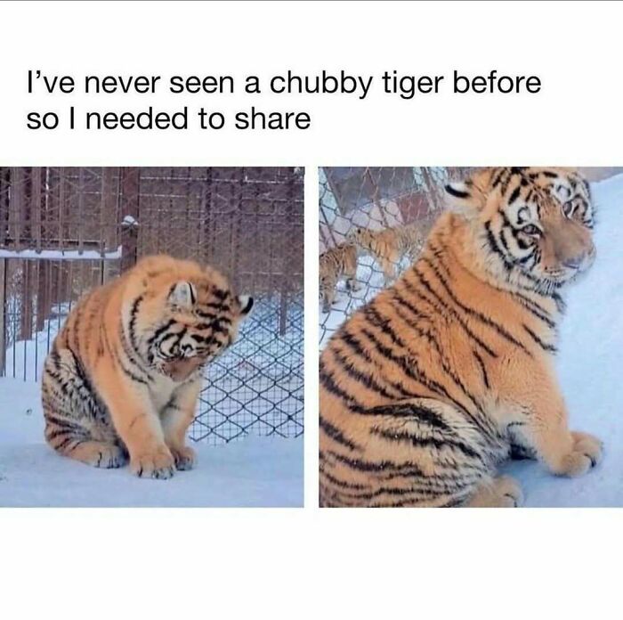 Chubby tiger sitting on snow in funny animal meme