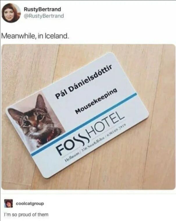 A cat's employee ID card from Foss Hotel, showing the cat as Pál Daníelsdóttir, in "Mousekeeping." Positive posts.
