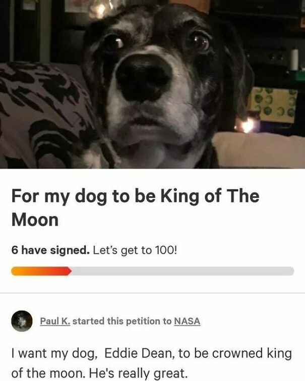 A black and white dog with wide eyes looks at the camera, above a petition to make it King of the Moon. These positive posts make your day.