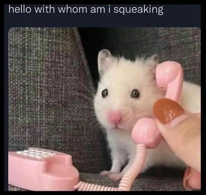 Cute hamster holding pink toy phone looking surprised in animal memes
