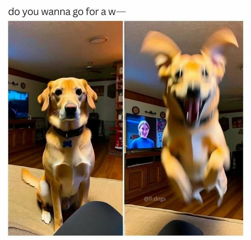 Funny dog meme showing calm then excited dog to give your brain a mini vacation