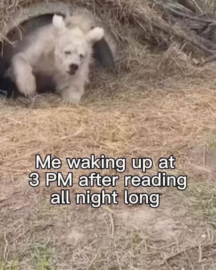 Funny-Memes-Writers-Memesforwriters