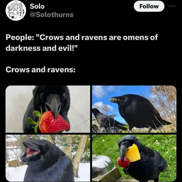 Collage of crows eating fruit cute crow humor animal memes