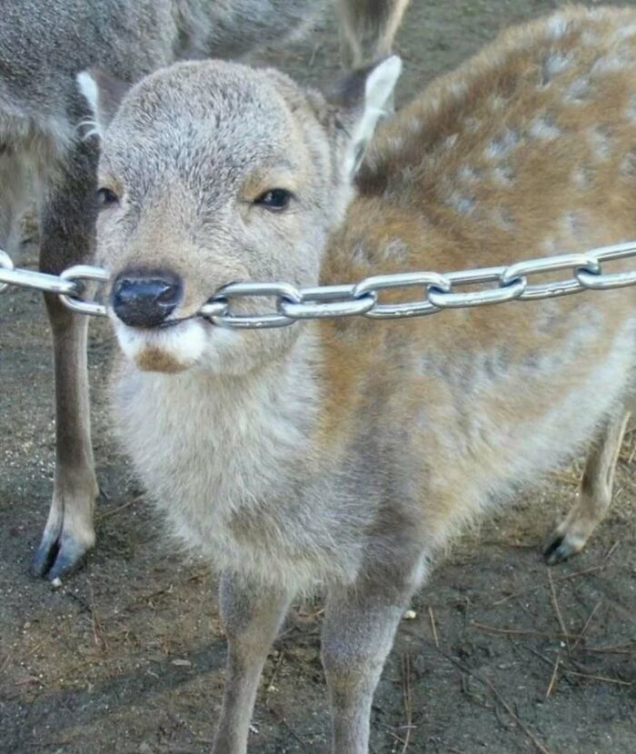 Funny animal picture of deer biting a metal chain outdoors