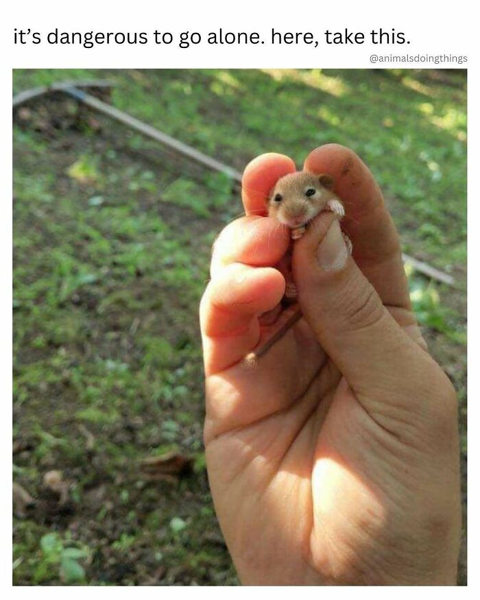 Tiny mouse held gently with caption about going alone animal meme