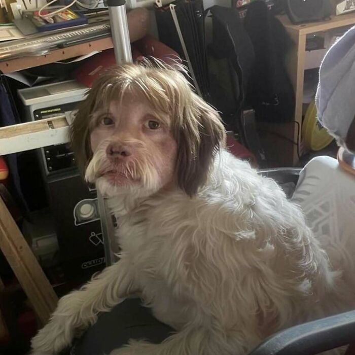 Hilarious animal picture of dog with human-like face sitting indoors