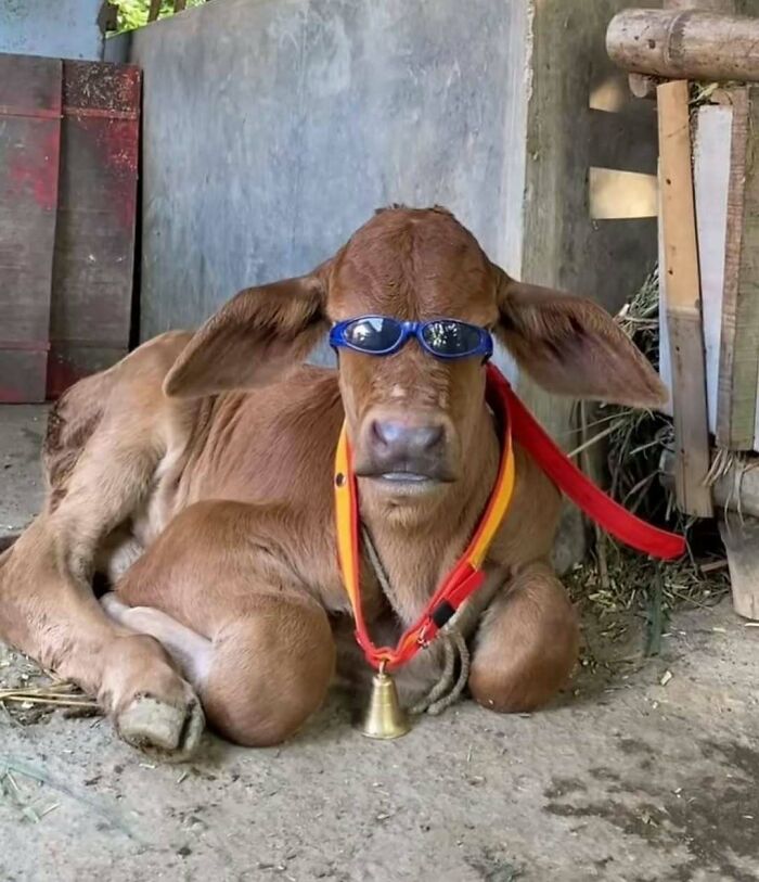 Calf wearing sunglasses and a bell around its neck lying down indoors