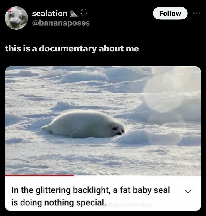 Fat baby seal lying in snow, funny animal meme