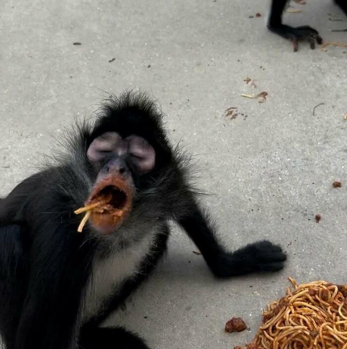 Monkey eating noodles with eyes closed on sidewalk