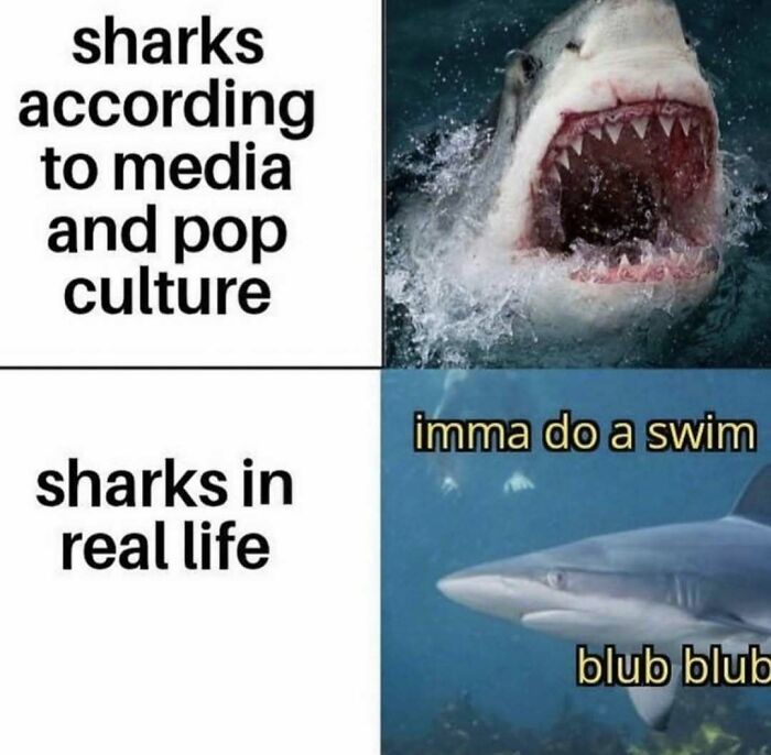 Comparison meme showing sharks in media vs real life with funny captions