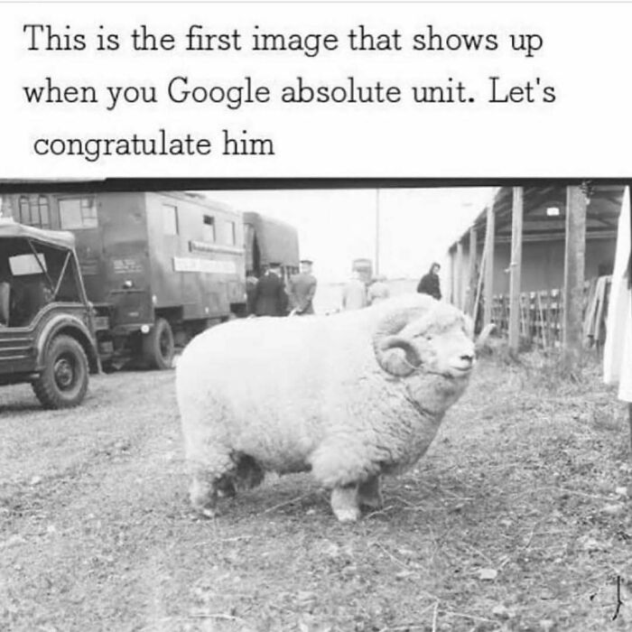 Photo of an oversized ram labeled absolute unit meme for meme escape reality