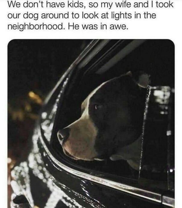 A dog with a black and white face looking out a car window at night, feeling down. Positive posts can help.