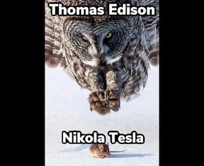 Funny history meme showing an owl labeled Thomas Edison poised to catch a mouse labeled Nikola Tesla in the snow.