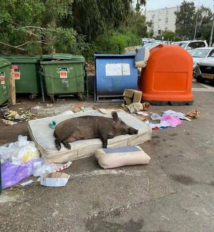 Pig lying on discarded mattress near trash bins in outdoor urban area silly animal picture