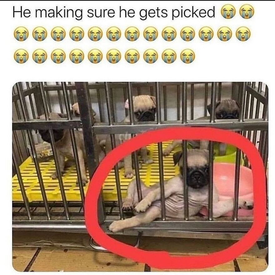 Funny puppy meme circled trying to get picked in a cage in funny memes
