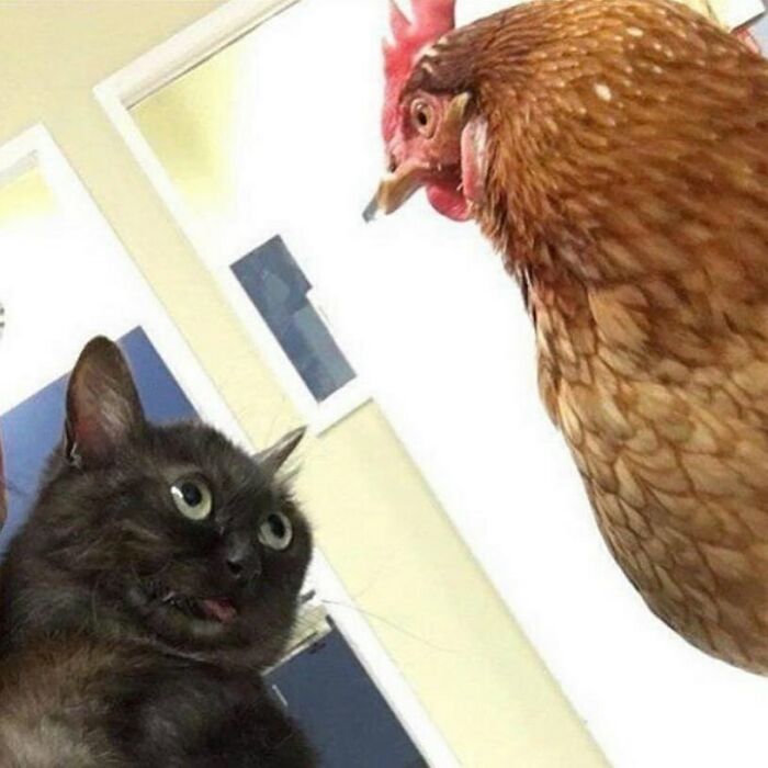 Funny cat staring wide-eyed at chicken in silly animal pictures