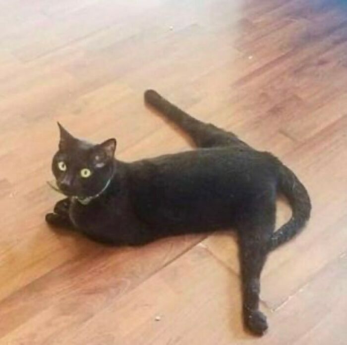 Black cat lying on wooden floor with legs stretched in odd positions
