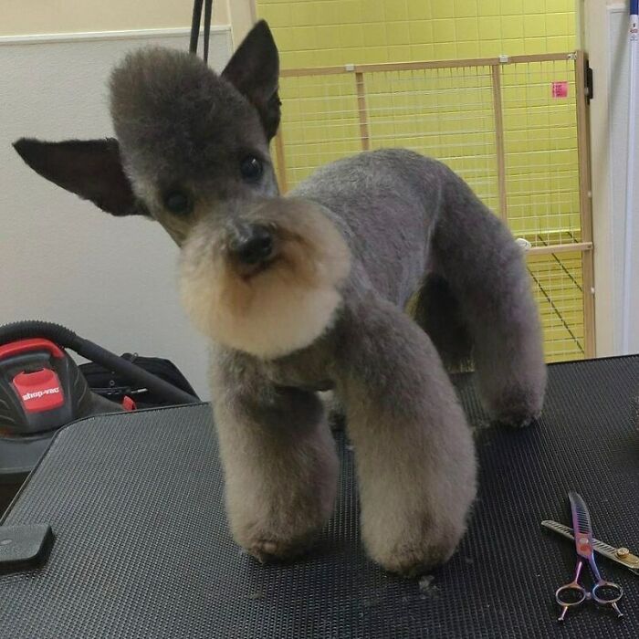 Funny dog trimmed with unique fur style standing on grooming table