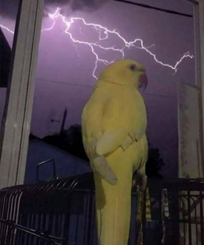 Yellow parrot standing near window with purple lightning sky