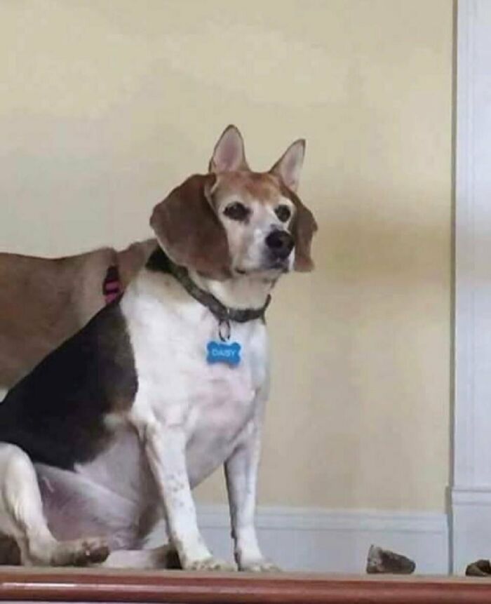 Silly dog with floppy ears resembling a beagle in funny animal pictures