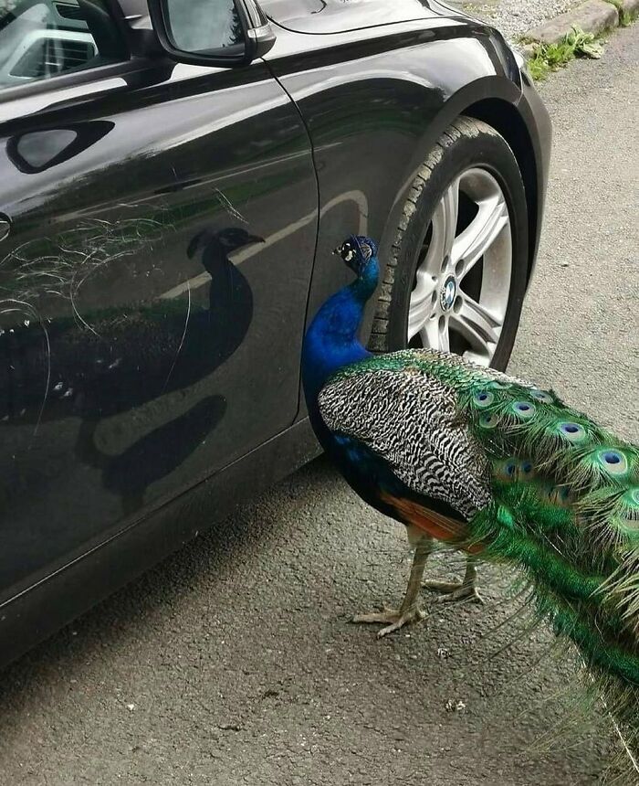 Peacock standing next to a black car showing its reflection