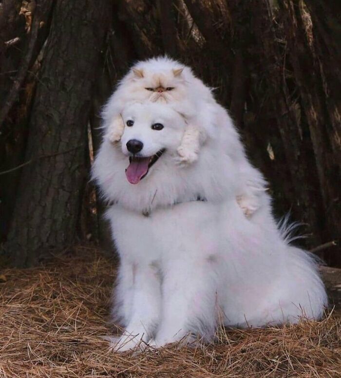 Fluffy white cat sitting on white dog with matching fur in forest